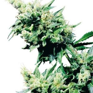 Image 1 of Hash Plant cannabis by Sensi Seeds – Hashy – Regular – Super Strength – Seed City