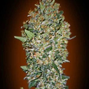 Hashchis Berry by OO Seeds – Sweet – Outdoor – The End of October – image 1 – Seed City