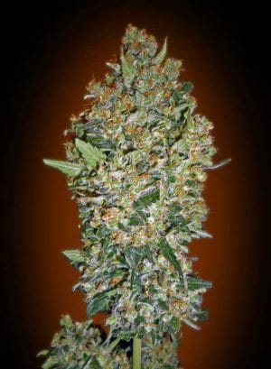 Hashchis Berry