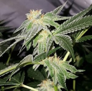Hashplant #4