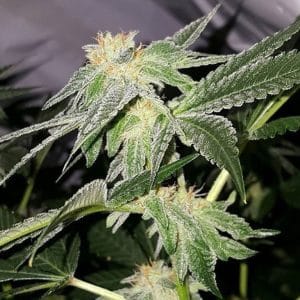 12/12 Photoperiod – Indica Dominant – Regular – Hashplant #4 strain – image 1 – from Bodhi Seeds via Seed City