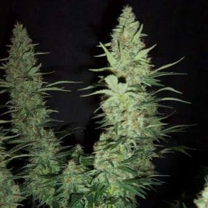 Hawaii Maui Waui cannabis seeds – Outdoor – Feminized – Mostly Sativa – image 1 from Seed City