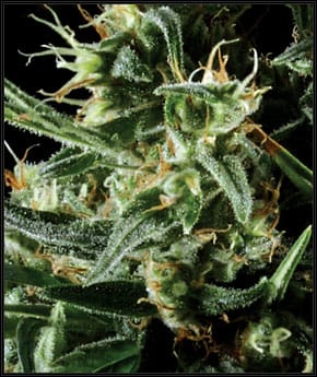 showing The End of October – Indoor-friendly – Feminized – image 1 – Seed City