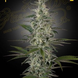Hawaiian Snow from Green House Seeds