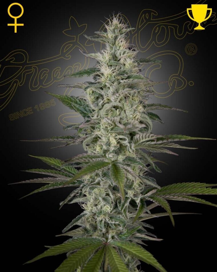 Hawaiian Snow from Green House Seeds