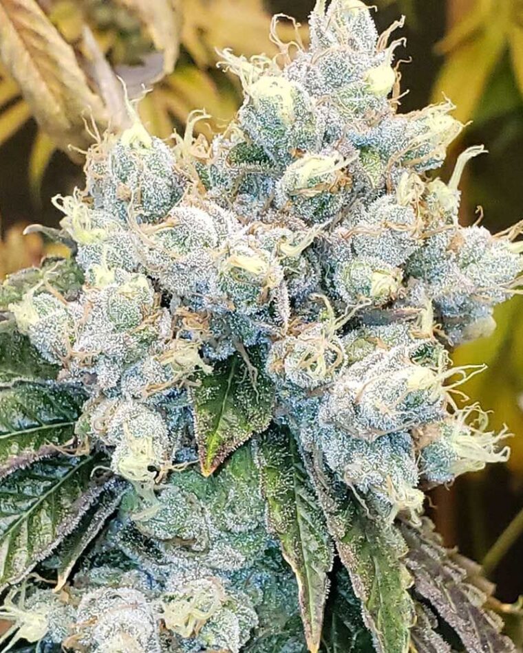 Hayabusa OG from Karma Genetics