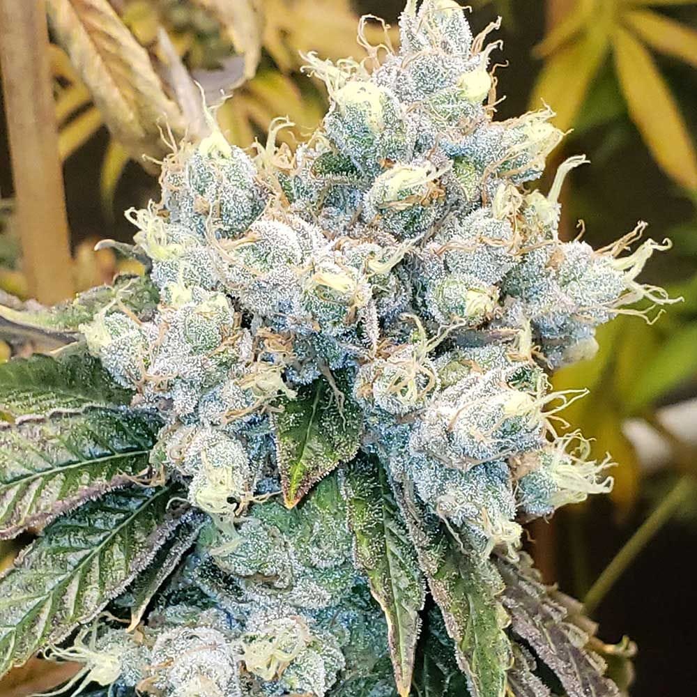Hayabusa OG from Karma Genetics