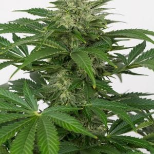 Image 1 of Haze Autoflowering CBD cannabis by Dinafem Seeds – Outdoor – Auto-Flowering – Incense – Seed City