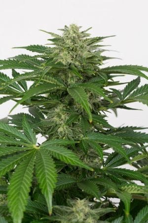 Haze Autoflowering CBD