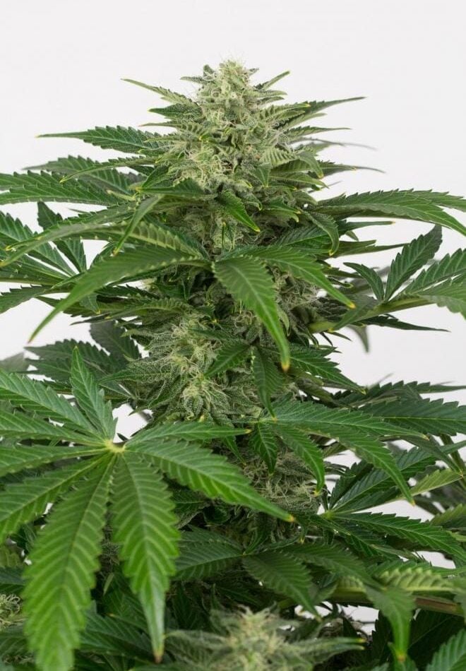 Image 1 of Haze Autoflowering CBD cannabis by Dinafem Seeds – Outdoor – Auto-Flowering – Incense – Seed City