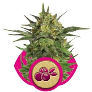 Haze Berry by Royal Queen Seeds – Sweet – Sativa Dominant – Super Strength – image 1 – Seed City