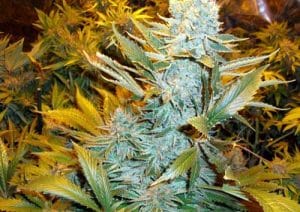 Haze Express Auto