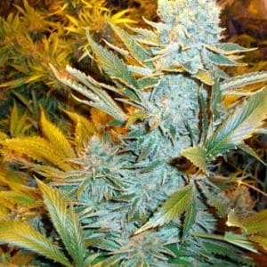 Haze Express Auto cannabis seeds – Auto-Flowering – Guaranteed female plants – Sativa Dominant – image 1 from Seed City