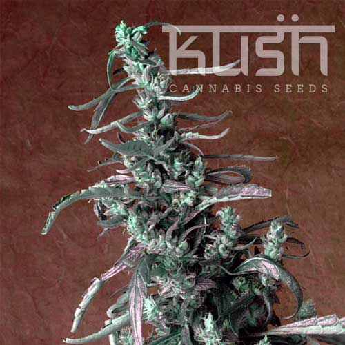 Good for outdoor grow – Feminized – Sativa-leaning – Haze Kush strain – image 1 – from Kush Cannabis Seeds via Seed City