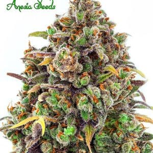 Haze Queen from Anesia Seeds