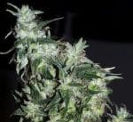 Piney – 12/12 Photoperiod – Feminized – Haze Special strain – image 1 – from KC Brains via Seed City