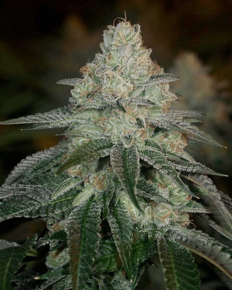 Hazmat from Archive Seeds