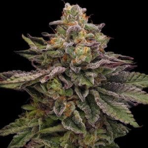 12/12 Photoperiod – Indoor – Female seeds – Hazy Driver strain – image 1 – from Green Bodhi Seeds via Seed City