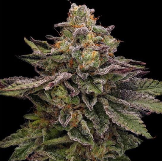 12/12 Photoperiod – Indoor – Female seeds – Hazy Driver strain – image 1 – from Green Bodhi Seeds via Seed City