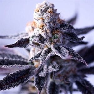 Hazy Girl from Green Bodhi Seeds