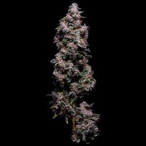 Hazy Kush S1