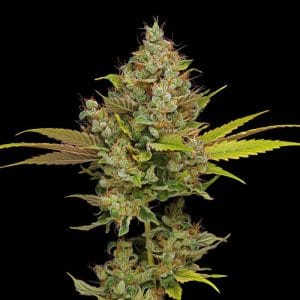 Indoor – Indica Dominant – 12/12 Photoperiod – Hazy Lights strain – image 1 – from Green Bodhi Seeds via Seed City