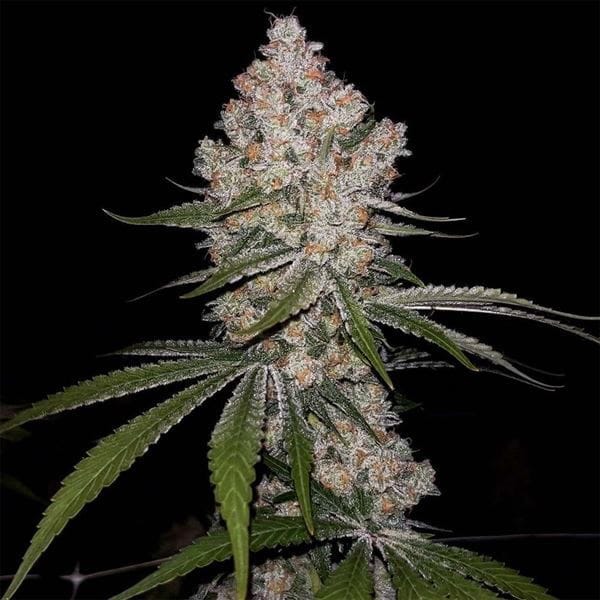 Hazy Voyage from Green Bodhi Seeds