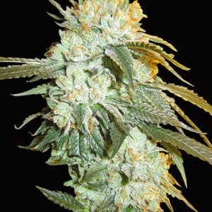 Image 1 of Head Stash Auto cannabis by Big Head Seeds – Outdoor – Auto-Flowering – 50% Indica/50% Sativa – Seed City