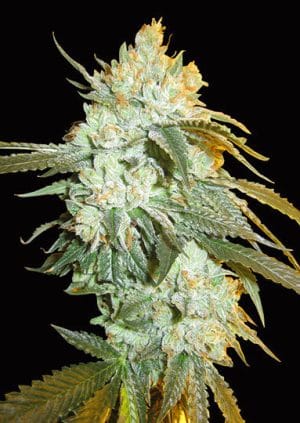 Head Stash Auto