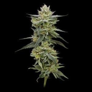 Hella Jelly by Humboldt Seed Company – Sativa-leaning – Super Strength – Feminized – image 1 – Seed City