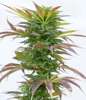 Hellfire OG
