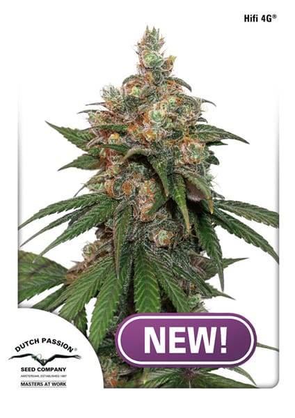 HiFi 4G from Dutch Passion Seeds