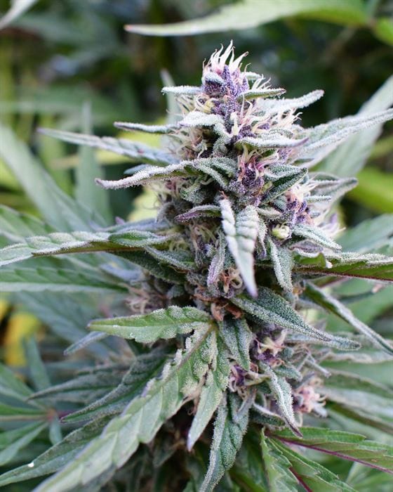 Hi-Biscus by Humboldt Seed Company – Guaranteed female plants – image 1 – Seed City