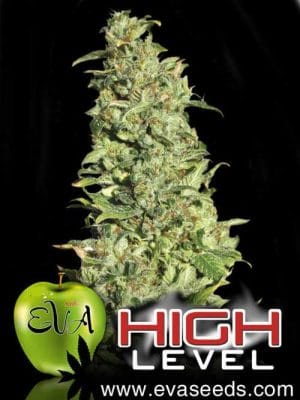 High Level