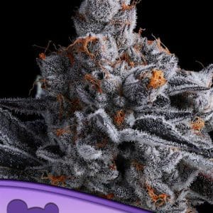 Image 1 of High MARS cannabis by Anesia Seeds – Sativa-leaning – Super Strength – Beginning of October – Seed City