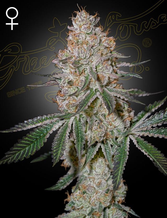 Highcloudz cannabis seeds – Super Strength – Large yield – 50% Indica/50% Sativa – image 1 from Seed City