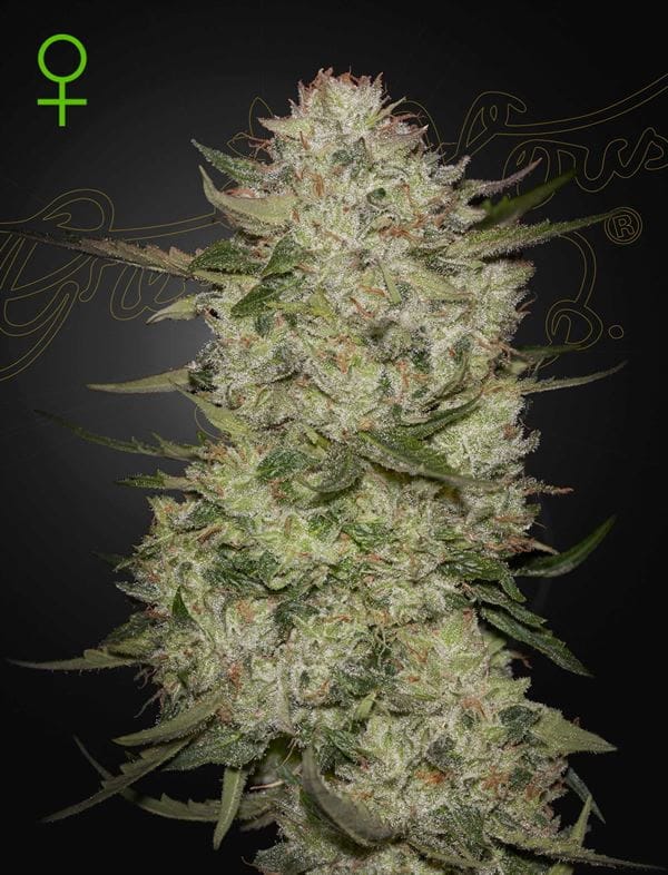 Highcloudz Auto by Green House Seeds – Indica Dominant – Uplifting – Tall (140cm plus) – image 1 – Seed City