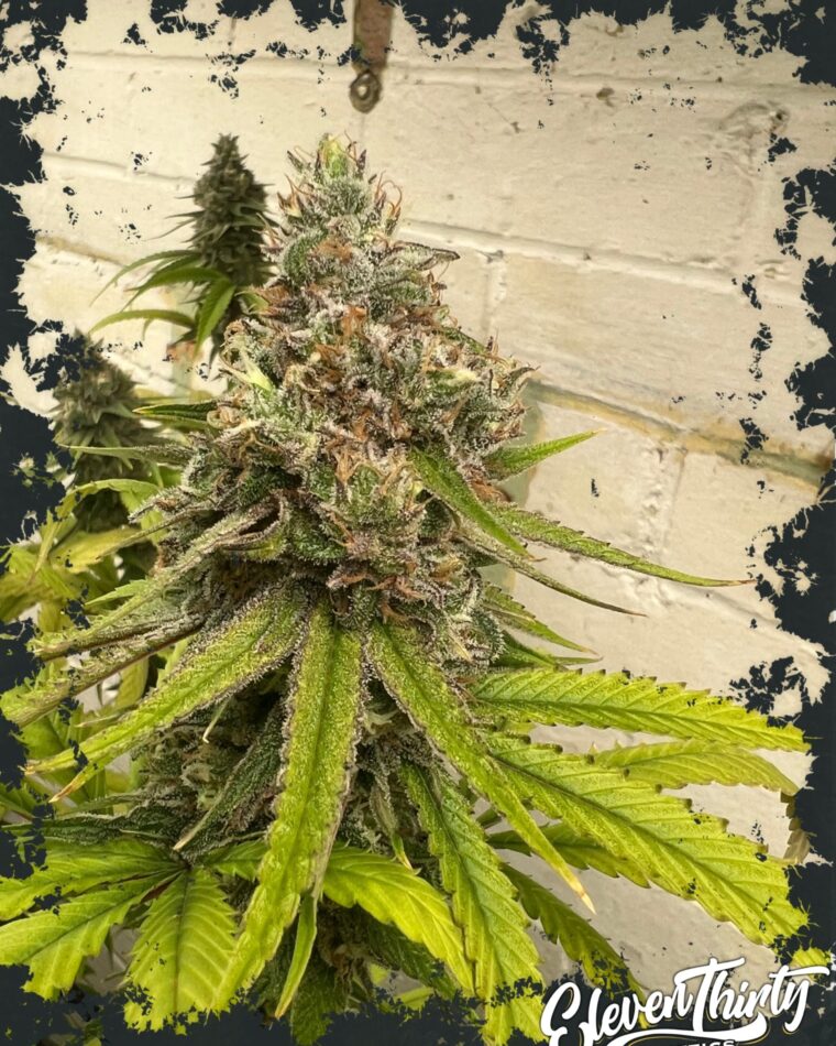 Highlighterz from ElevenThirty Genetics