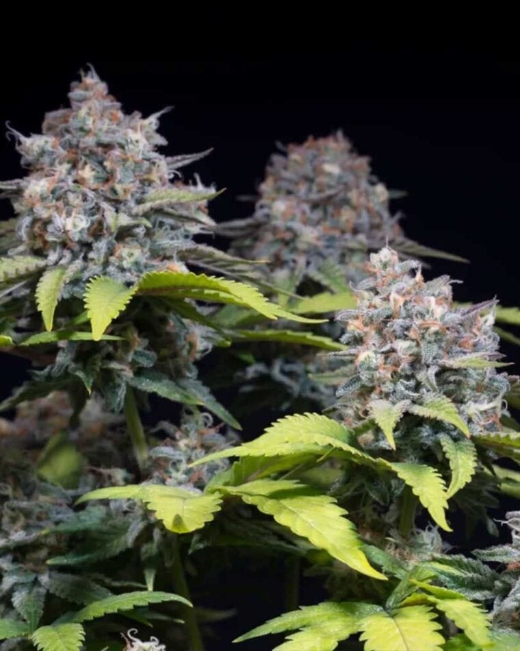 Highway 66 by Paradise Seeds – Fruity – Euphoric – Excellent harvest potential – image 1 – Seed City