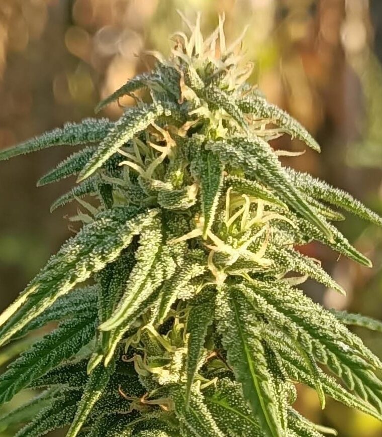 Regular – Cerebral – The End of November – Himalaya Snow strain – image 1 – from Ace Seed bank via Seed City