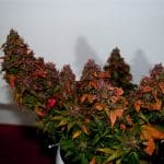 Himalayann Blue Diesel by Short Stuff Seeds – Regular – Short (up to 80cm) – Fruity – image 5 – Seed City