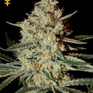 Himalayan Gold by Green House Seeds – Excellent harvest potential – Outdoor – Tall (140cm plus) – image 1 – Seed City