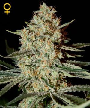 Himalayan Gold