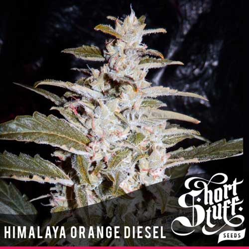 Image 1 of Himalayan Orange Diesel cannabis by Short Stuff Seeds – Female seeds – Piney – Auto-Flowering – Seed City