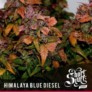 Himalayann Blue Diesel