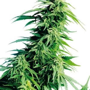 Sweet – Indica – 12/12 Photoperiod – Hindu Kush strain – image 1 – from Sensi Seeds via Seed City