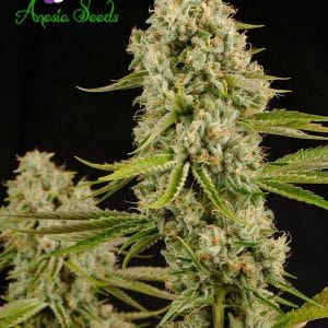 Hindu Kush cannabis seeds – Spasm Relief – 12/12 Photoperiod – Indica – image 1 from Seed City