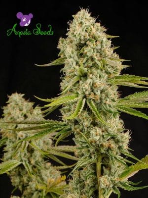 Hindu Kush