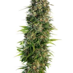 Hindu Kush Auto by Sensi Seeds – Greenhouse – Female seeds – Earthy – image 1 – Seed City