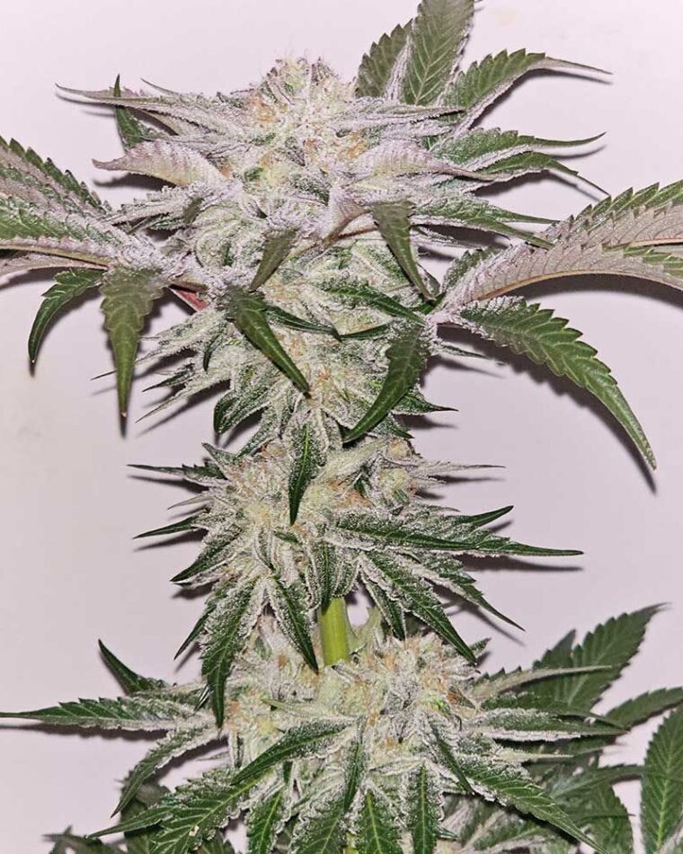 Hindu Runtz by Karma Genetics – Feminized – Indoor-friendly – Indica Dominant – image 1 – Seed City